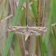 Parapoynx fluctuosalis