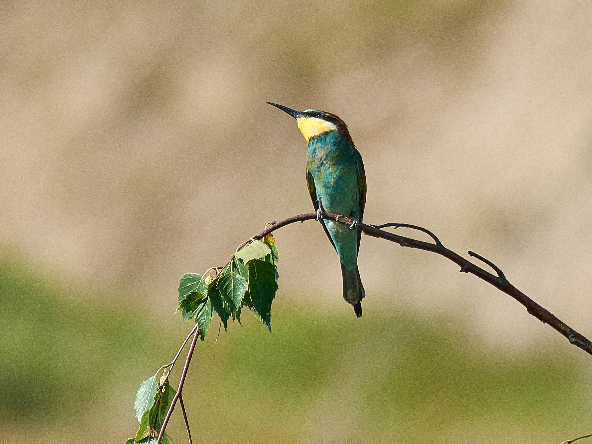 European Bee-eater