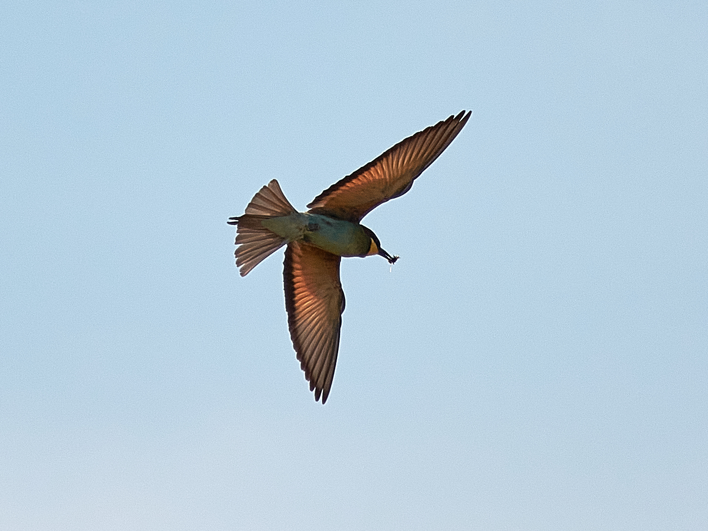 European Bee-eater