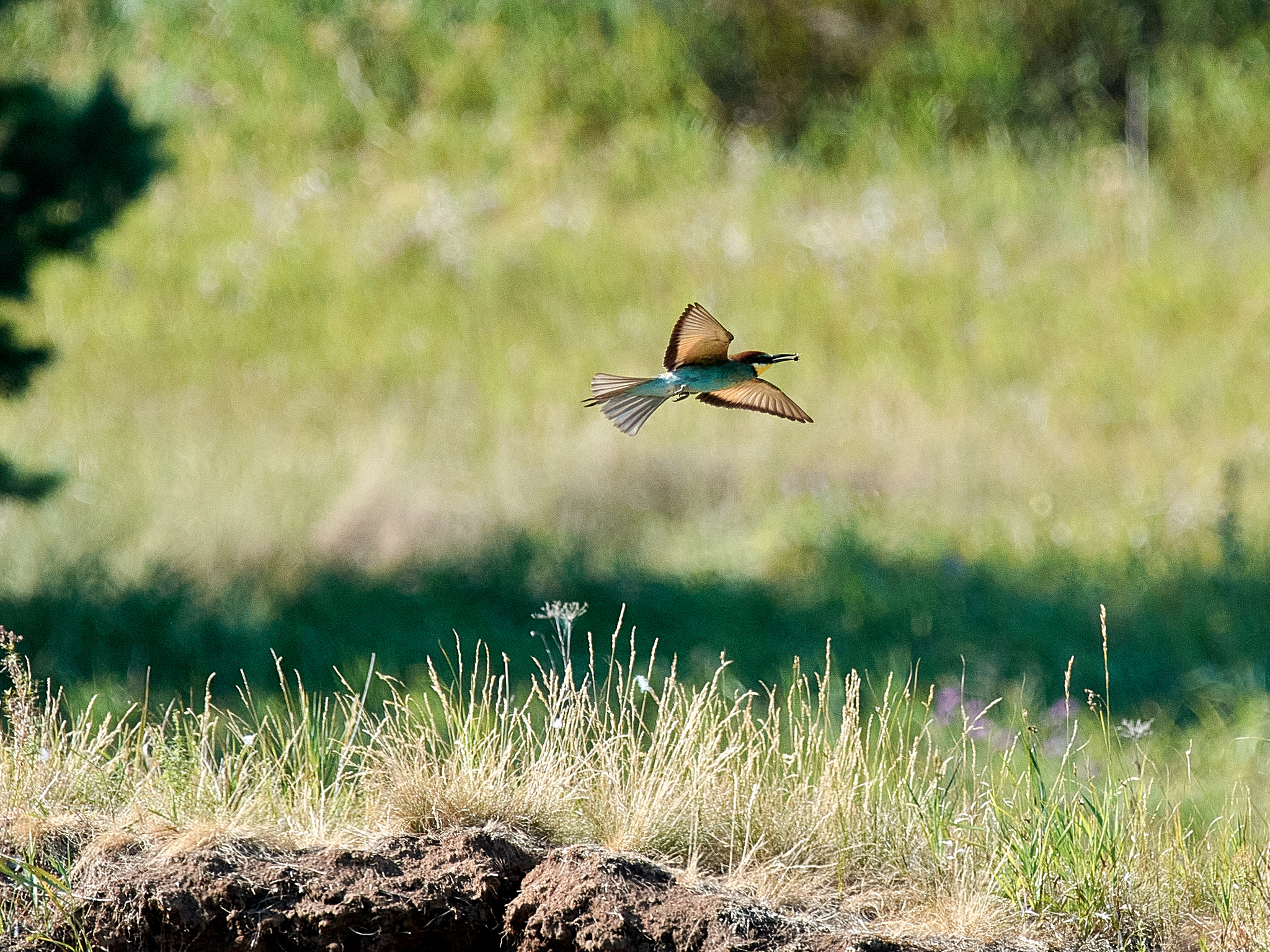 European Bee-eater