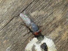 Prosopomyia pallida