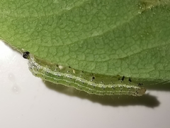 Cosmia trapezina
