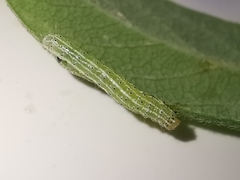 Cosmia trapezina