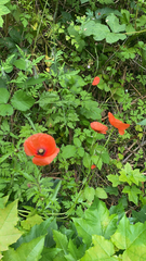Papaver rhoeas