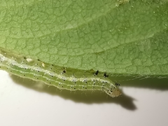 Cosmia trapezina