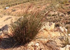 Rhodocoma fruticosa