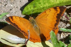 Charaxes aristogiton