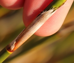 Rhodocoma fruticosa