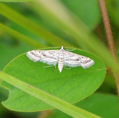 Parapoynx fluctuosalis