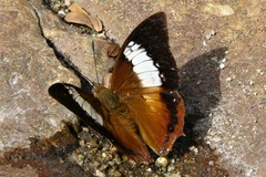 Charaxes bernardus hierax