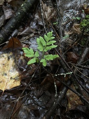 Sceptridium oneidense