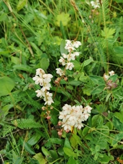 Pyrola rotundifolia norvegica