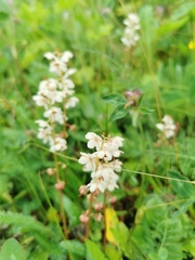 Pyrola rotundifolia norvegica