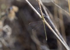 Lestes virens