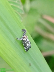 Elasmoscelis perforata