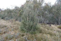 Hakea lissosperma