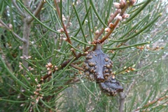 Hakea lissosperma