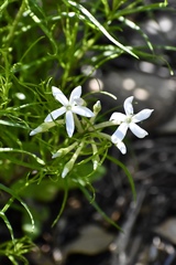 Amsonia longiflora