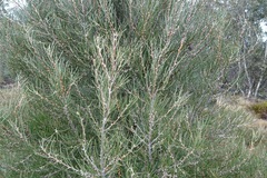 Hakea lissosperma