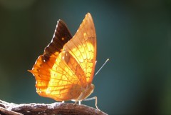 Charaxes marmax