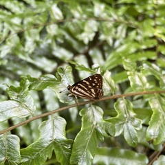 Dodona formosana