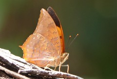 Charaxes marmax