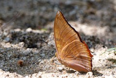 Charaxes aristogiton