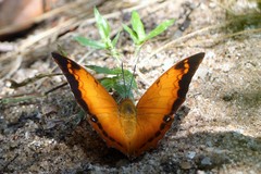 Charaxes aristogiton