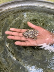 Uperodon systoma