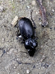 Pterostichus madidus