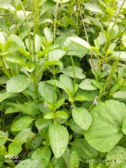 Stachytarpheta indica