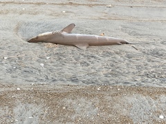 Carcharhinus brevipinna