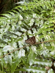 Dodona formosana