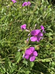 Phlox glaberrima