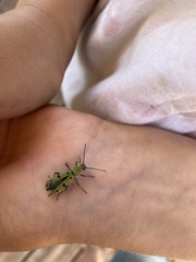 Chlorophorus glabromaculatus