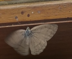 Paryphthimoides poltys