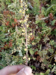 Artemisia armeniaca