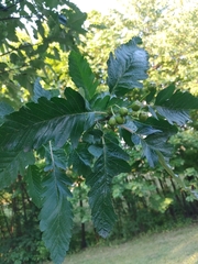 Scandosorbus