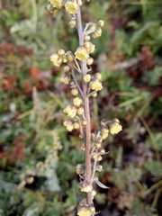 Artemisia armeniaca