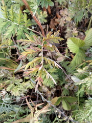 Artemisia armeniaca