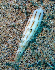 Hastula lanceata