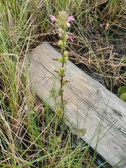 Pedicularis palustris