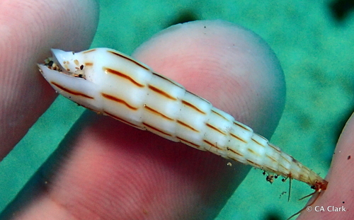 Hastula lanceata observed 2016-08-26