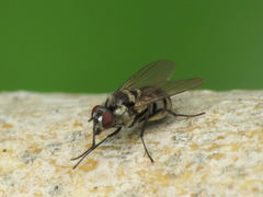 Limnophora obsignata