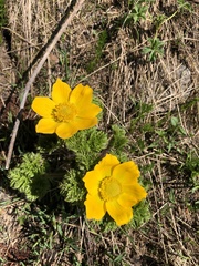 Pulsatilla aurea