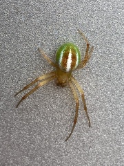 Araneus bivittatus