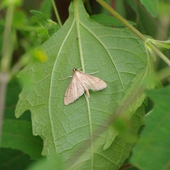 Bradina admixtalis