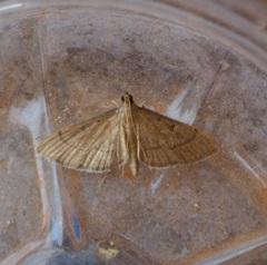 Bradina admixtalis
