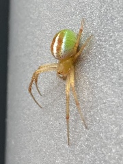 Araneus bivittatus