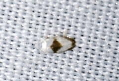 Pseudopostega zelopa